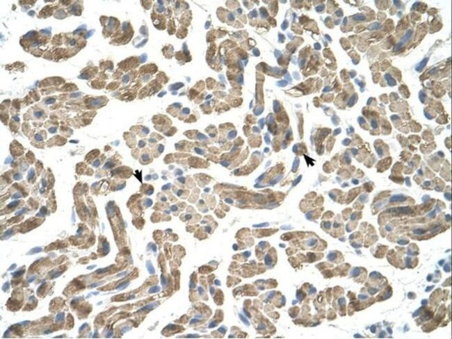 NEU1 Antibody in Immunohistochemistry (IHC)