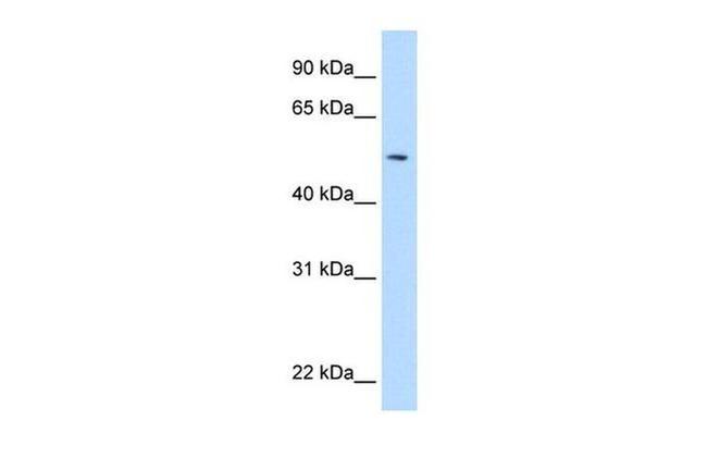 NEU1 Antibody in Western Blot (WB)