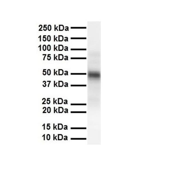 M-CSF Antibody in Western Blot (WB)