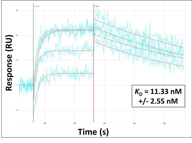 RHOT1 Antibody in Surface plasmon resonance (SPR)