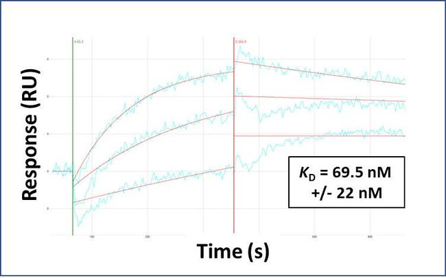 HSD11B1 Antibody in Surface plasmon resonance (SPR)