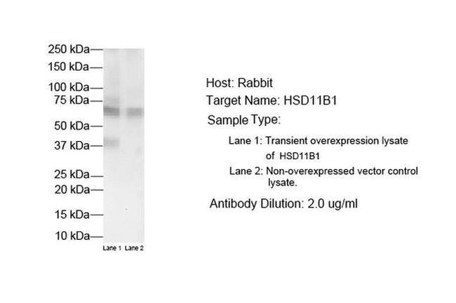 HSD11B1 Antibody in Western Blot (WB)