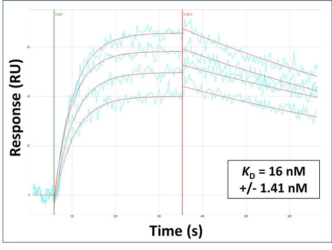 TDO2 Antibody in Surface plasmon resonance (SPR)