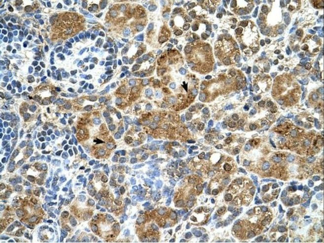 Cystatin B Antibody in Immunocytochemistry (ICC/IF)