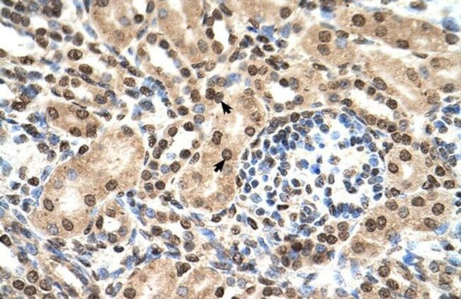 IFIT3 Antibody in Immunohistochemistry (IHC)