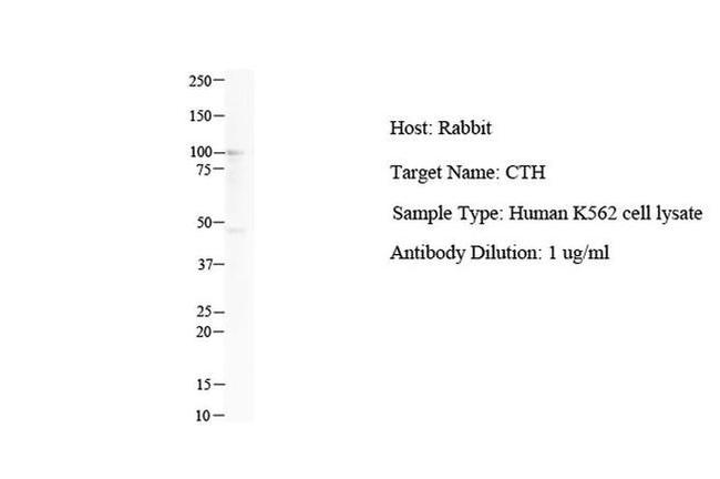 CTH Antibody in Western Blot (WB)