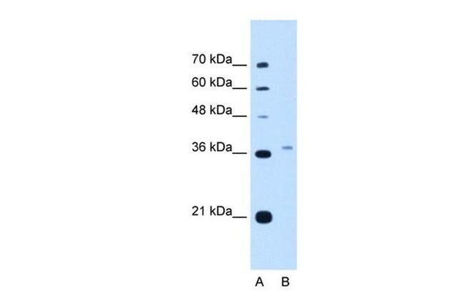 PEX3 Antibody in Western Blot (WB)