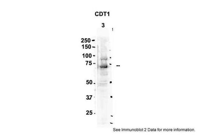 CDT1 Antibody in Western Blot (WB)