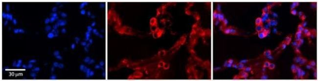 GPAA1 Antibody in Immunohistochemistry (Paraffin) (IHC (P))