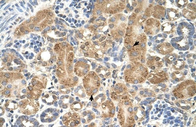 GPAA1 Antibody in Immunohistochemistry (Paraffin) (IHC (P))