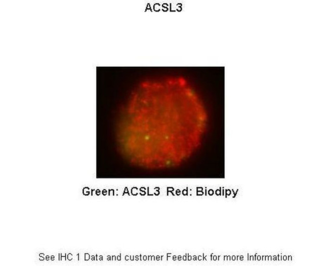 ACSL3 Antibody in Immunocytochemistry (ICC/IF)