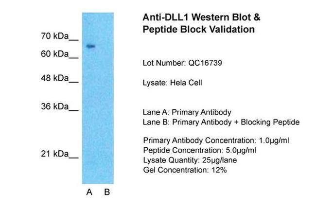 DLL1 Antibody in Western Blot (WB)