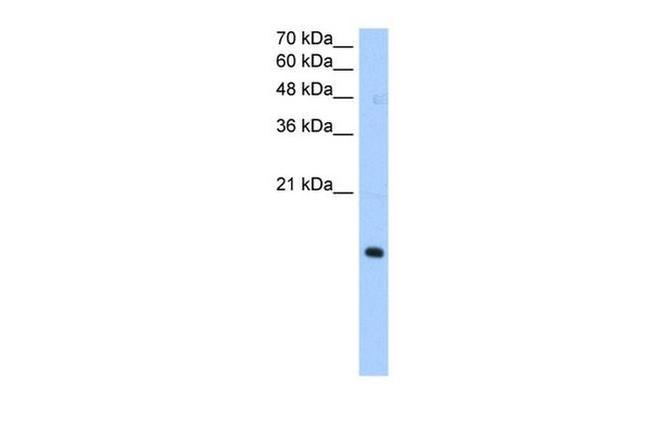 PILRA Antibody in Western Blot (WB)