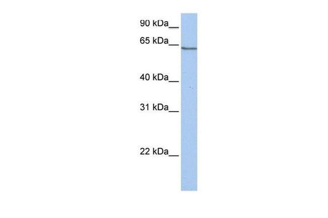 PCDHA4 Antibody in Western Blot (WB)