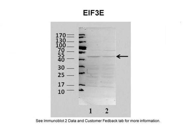 eIF3e Antibody in Western Blot (WB)