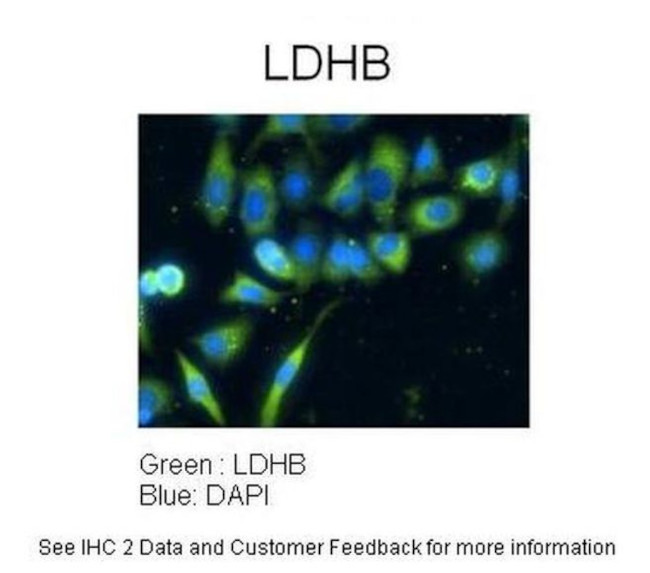 LDHB Antibody in Immunocytochemistry (ICC/IF)