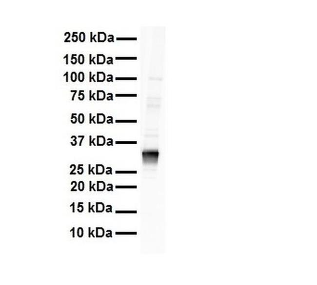 LDHB Antibody in Western Blot (WB)