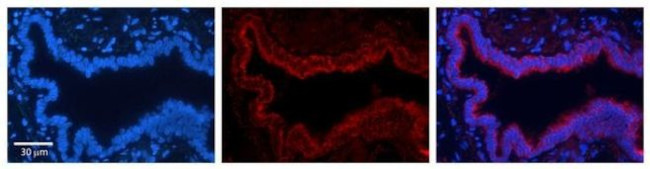 Transketolase Antibody in Immunohistochemistry (Paraffin) (IHC (P))