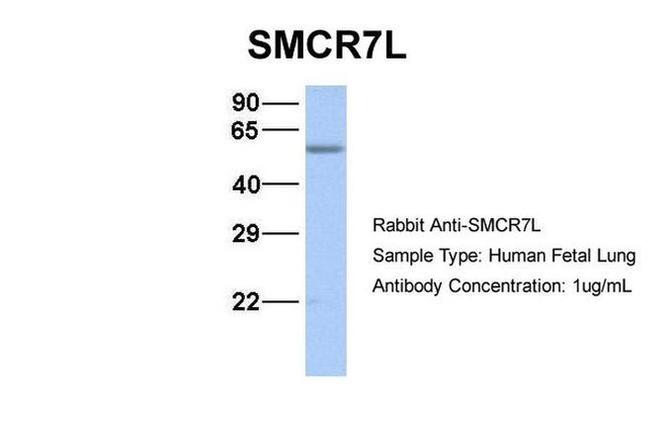 SMCR7L Antibody in Western Blot (WB)