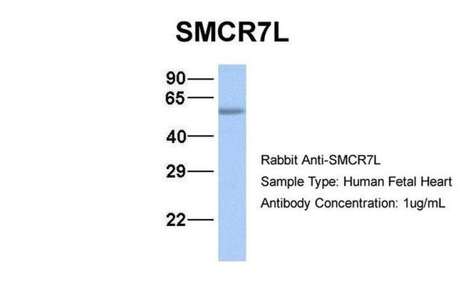 SMCR7L Antibody in Western Blot (WB)