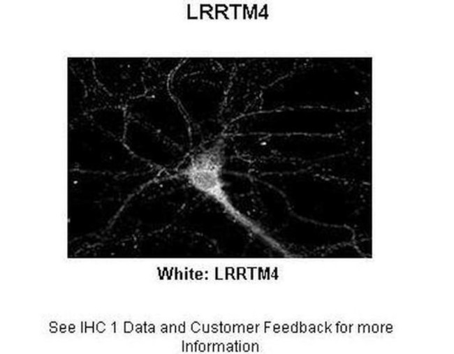 LRRTM4 Antibody in Immunohistochemistry (IHC)