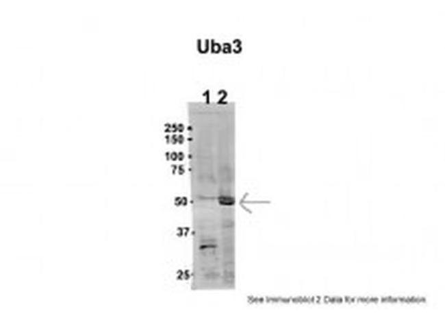 UBA3 Antibody in Western Blot (WB)