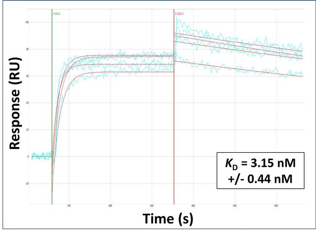 OAS1 Antibody in Surface plasmon resonance (SPR)