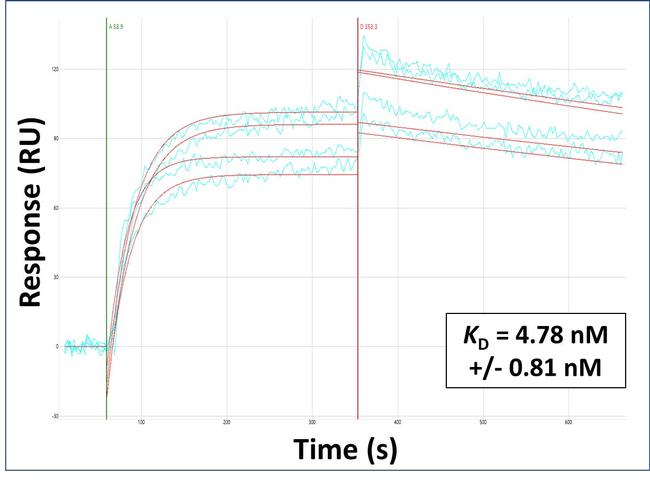 CYP11A1 Antibody in Surface plasmon resonance (SPR)