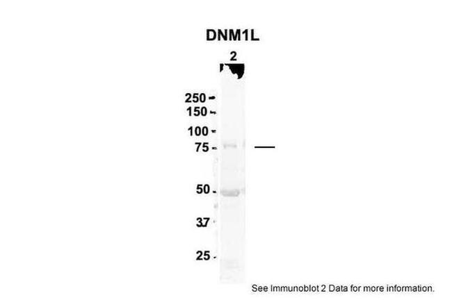 DNM1L Antibody in Western Blot (WB)