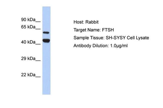 YME1L1 Antibody in Western Blot (WB)