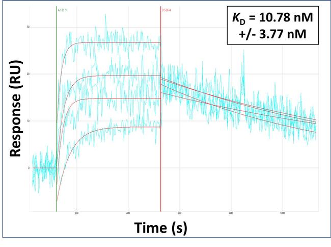 BTNL9 Antibody in Surface plasmon resonance (SPR)