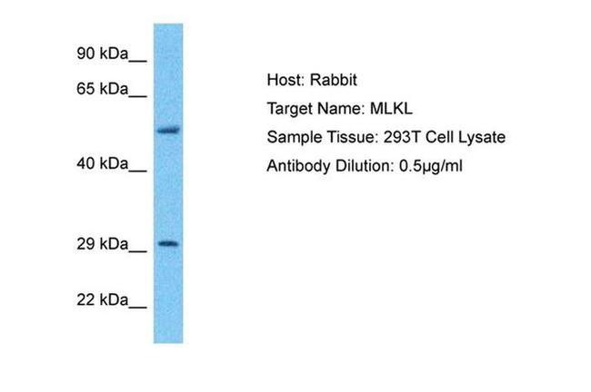 MLKL Antibody in Western Blot (WB)