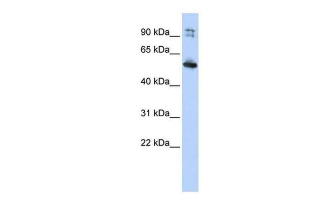 LRRC50 Antibody in Western Blot (WB)