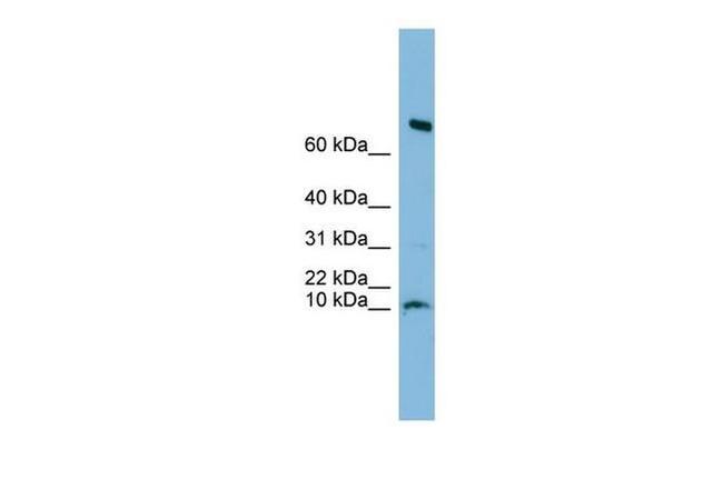 C1orf122 Antibody in Western Blot (WB)