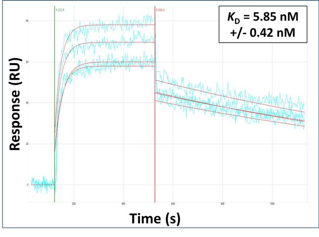 IL13RA2 Antibody in Surface plasmon resonance (SPR)