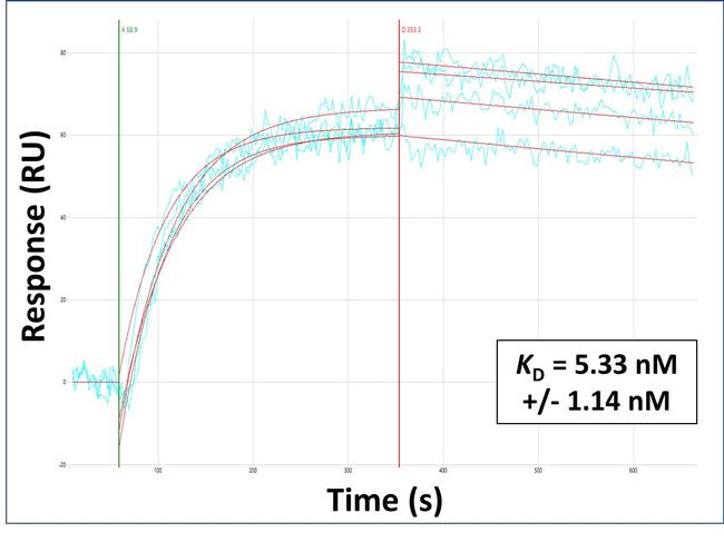 GCLC Antibody in Surface plasmon resonance (SPR)