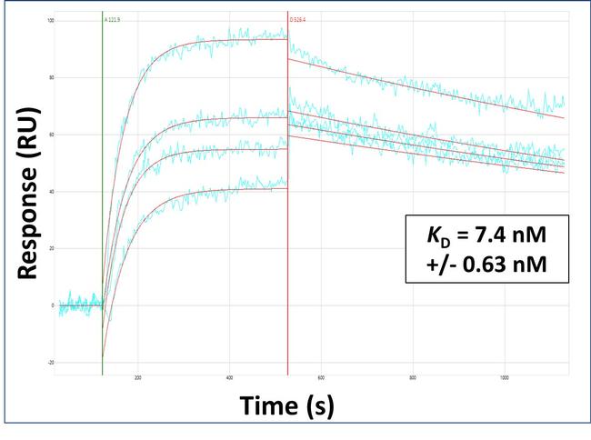 Activin A Antibody in Surface plasmon resonance (SPR)