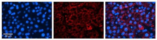 ICA1 Antibody in Immunohistochemistry (Paraffin) (IHC (P))