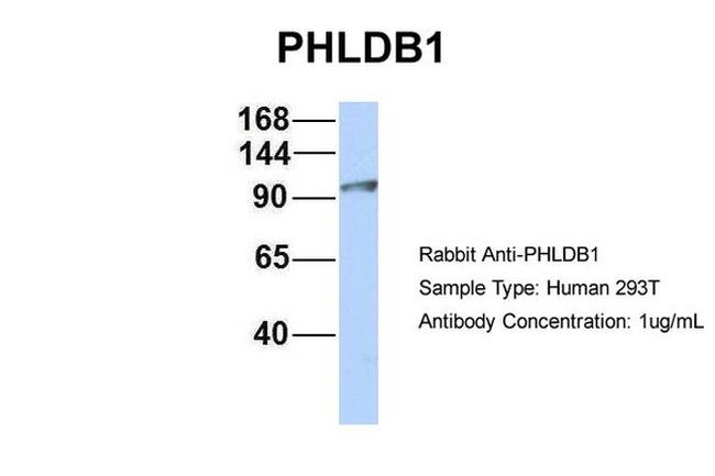 PHLDB1 Antibody in Western Blot (WB)