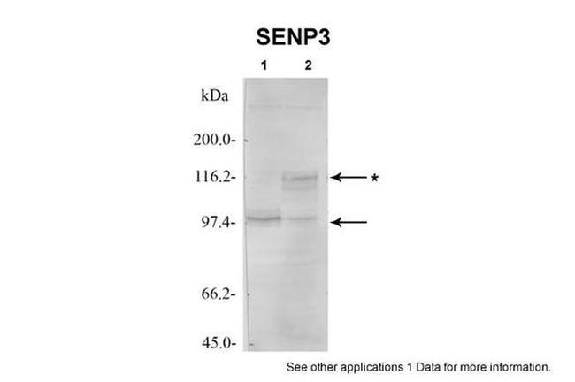 SENP3 Antibody in Western Blot (WB)