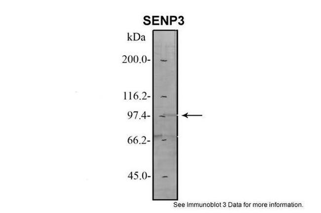 SENP3 Antibody in Western Blot (WB)