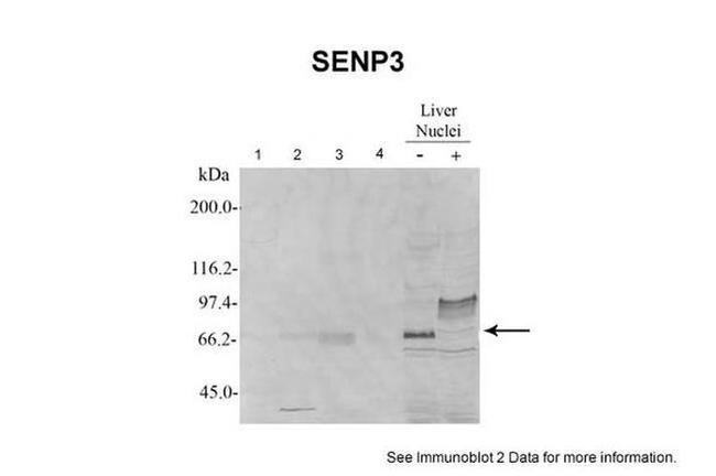 SENP3 Antibody in Western Blot (WB)