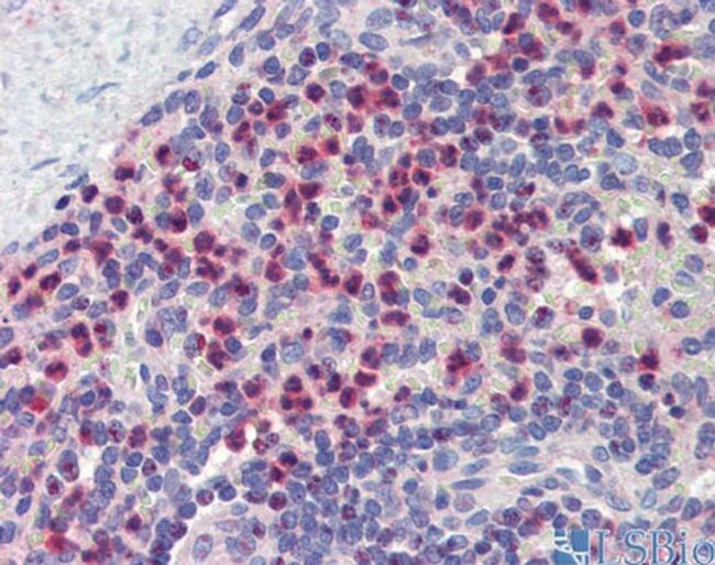 GABARAPL1 Antibody in Immunohistochemistry (Paraffin) (IHC (P))