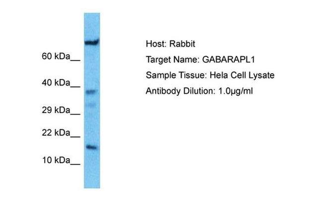 GABARAPL1 Antibody in Western Blot (WB)