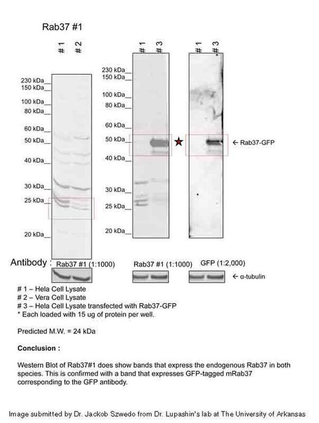 RAB37 Antibody in Western Blot (WB)