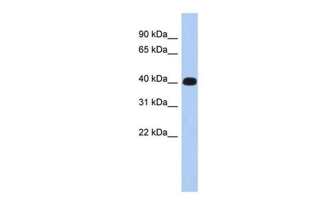 ERMN Antibody in Western Blot (WB)