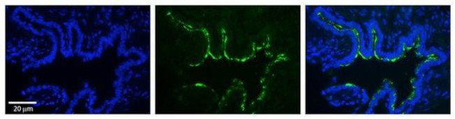 RAB1A Antibody in Immunohistochemistry (Paraffin) (IHC (P))