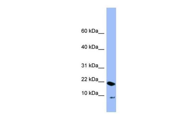 PIN4 Antibody in Western Blot (WB)