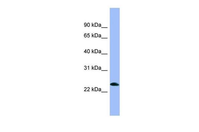 PNOC Antibody in Western Blot (WB)