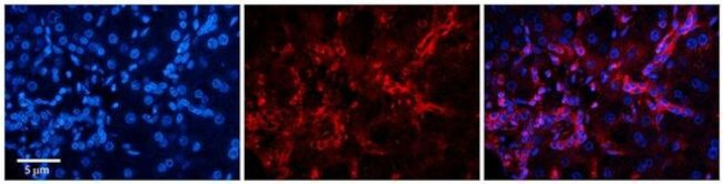 Ribulose-phosphate 3-epimerase Antibody in Immunohistochemistry (Paraffin) (IHC (P))